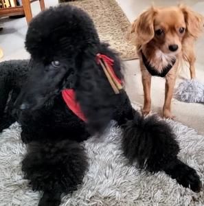 Meet your Posher, Anita